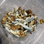 Buy Malabar Dried Magic Mushrooms