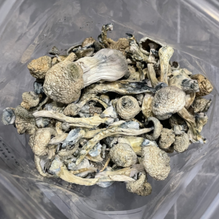 Buy White Rabbit Dried Magic Mushrooms